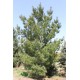 Сосна веймутова – Pinus strobus